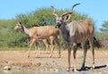 Kudu Antelope - An African Family of Stripes