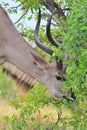 Kudu Antelope - African Wildlife Background - Feeding Time