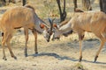 Kudu Antelope - African Wildlife Background - Fight for Dominance Royalty Free Stock Photo