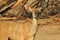 Kudu Antelope - African Wildlife Background - Largest Ears on the Block