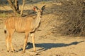 Kudu Antelope - African Wildlife Background - Young Bull