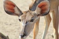 Kudu Antelope - African Wildlife - Ears are for listening