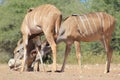 Kudu Antelope - African Wildlife loving Salt rock