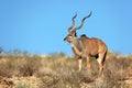 Kudu antelope Royalty Free Stock Photo