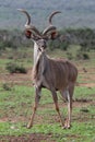 Kudu Antelope Bull Royalty Free Stock Photo