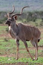 Kudu Antelope Bull