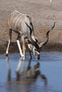 Kudu Antelope - Etosha - Namibia Royalty Free Stock Photo