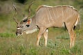 Kudu antelope, Etosha National Park, Namibia Royalty Free Stock Photo