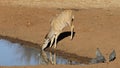 Kudu antelope and guineafowls at a waterhole