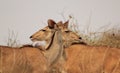 Kudu Antelope - Illusion of two-headed cow