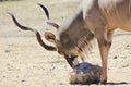 Kudu Antelope - Licking Salt Rock in Africa