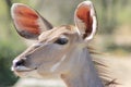 Kudu Antelope - Listening for survival