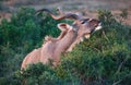 Kudu Antelope with Long Horns