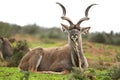 Kudu Antelope Male