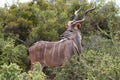Kudu Antelope Male Royalty Free Stock Photo