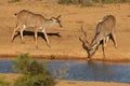 Kudu Antelope Pair Royalty Free Stock Photo