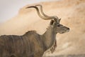 Kudu antelope portrait Royalty Free Stock Photo