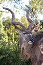 Kudu Antelope Portrait Royalty Free Stock Photo