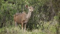 Kudu antelope ruminating