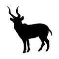 Kudu Antelope Silhouette