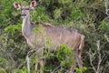 Kudu antelope standing in among sweet thorn and other bushes in the Western Cape, South Africa`