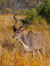 Kudu antelope Royalty Free Stock Photo