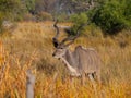 Kudu antelope Royalty Free Stock Photo