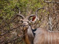 Kudu antelope Royalty Free Stock Photo