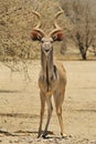 Kudu Antelope - Wildlife Background from Africa - Deep Curl and Sharp Tips