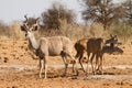 Kudu antelopes