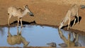 Kudu antelopes and guineafowls at a waterhole