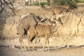 Kudu antelopes mating