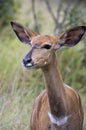 Kudu baby, Kudu Antelope in African Bush Royalty Free Stock Photo
