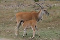 Kudu Baby Nursing on Mom Royalty Free Stock Photo
