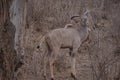 Single kudu buck grazing