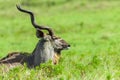 Kudu Buck Head Horns Wildlife Animals