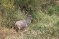 KUDU BUCK ON ALERT IN KRUGER NATIONAL PARK