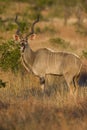 Kudu Bull Royalty Free Stock Photo