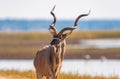 Kudu bull Royalty Free Stock Photo