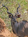 Kudu bull