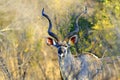 Kudu bull Royalty Free Stock Photo