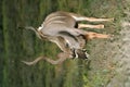 Kudu Bull Antelope Royalty Free Stock Photo
