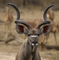 Kudu bull watches carefully as she appraches a waterhole