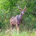 Kudu bull in the bush