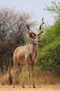 Kudu bull - Bush Contrasts Royalty Free Stock Photo