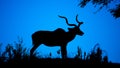 Kudu bull dark silhouette at at night. African antelope with typical twisted horns