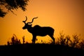 Kudu bull dark silhouette at sunset time. African antelope with typical twisted horns