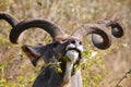 Kudu