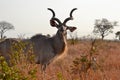 Kudu Bull, Addo Elephant Park, South Africa