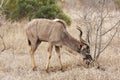 Kudu bull grazing